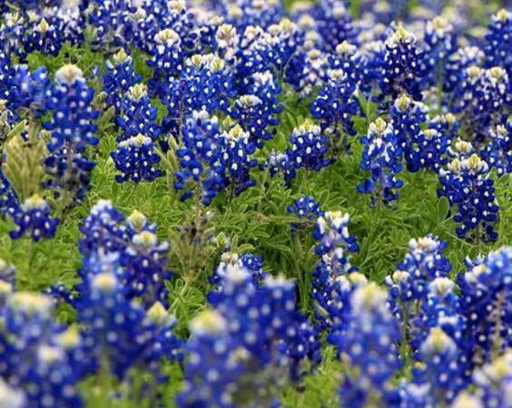 Top 10 Things to Do in Spring Texas